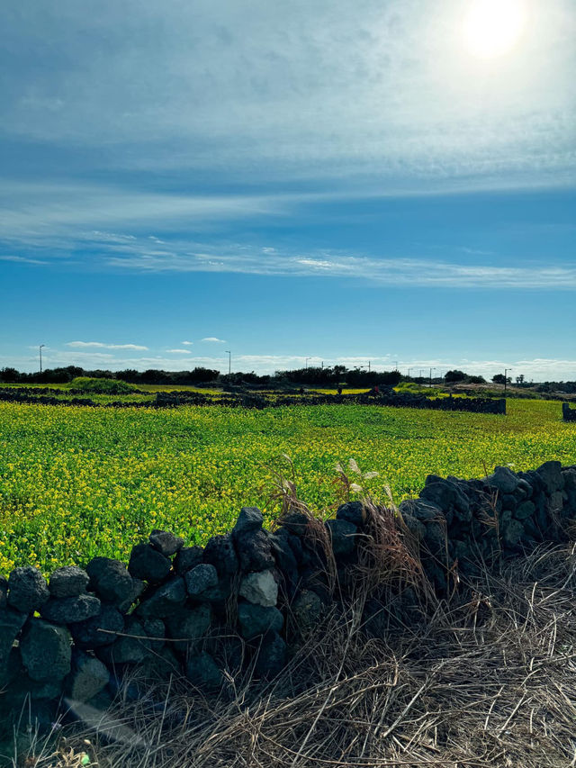 Jeju’s Scenic Drive: A Road Trip Dream