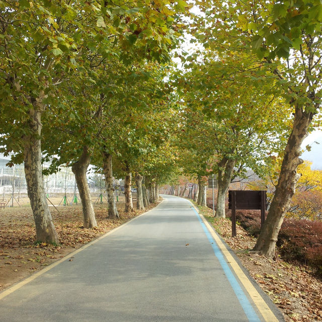 귀여운 팬더들을 만날 수 있는, 담양 죽녹원