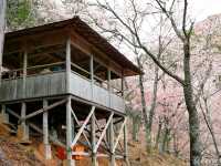 【奈良県】日本古来の桜の名所「吉野山」