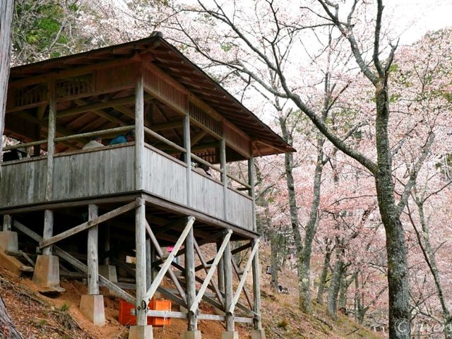 【奈良県】日本古来の桜の名所「吉野山」