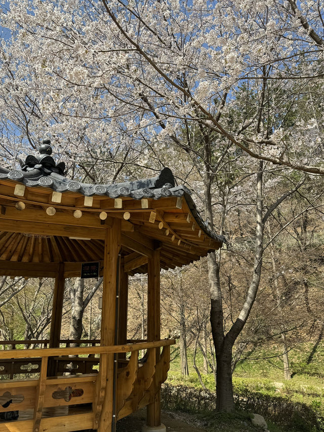 부산 숨은 벚꽃 명소