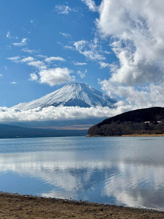 富士山下與天鵝共舞