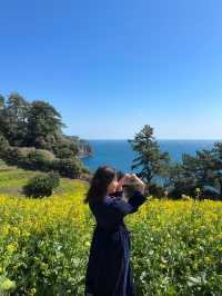 🌼지금 방문하면 좋을 무료 유채꽃밭🌼