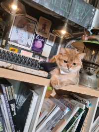 Boxgallery คาเฟ่แมว