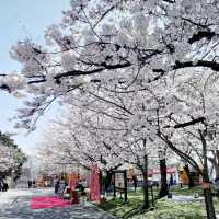 🌸 **福岡西公園櫻花觀賞遊覽分享** 🌸