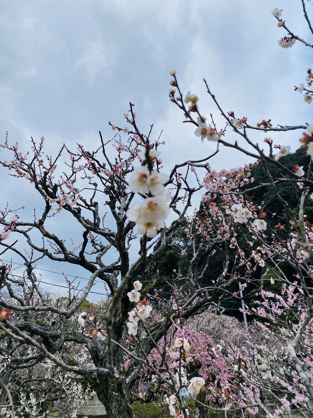 福岡旅遊