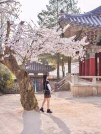 다음주 벚꽃으로 가득한 경주🌸벚꽃명소 모음🌸