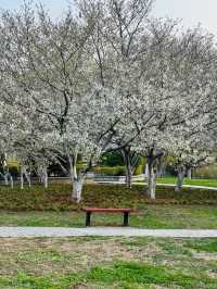Cherry Blossom 🌸 trip to Handan