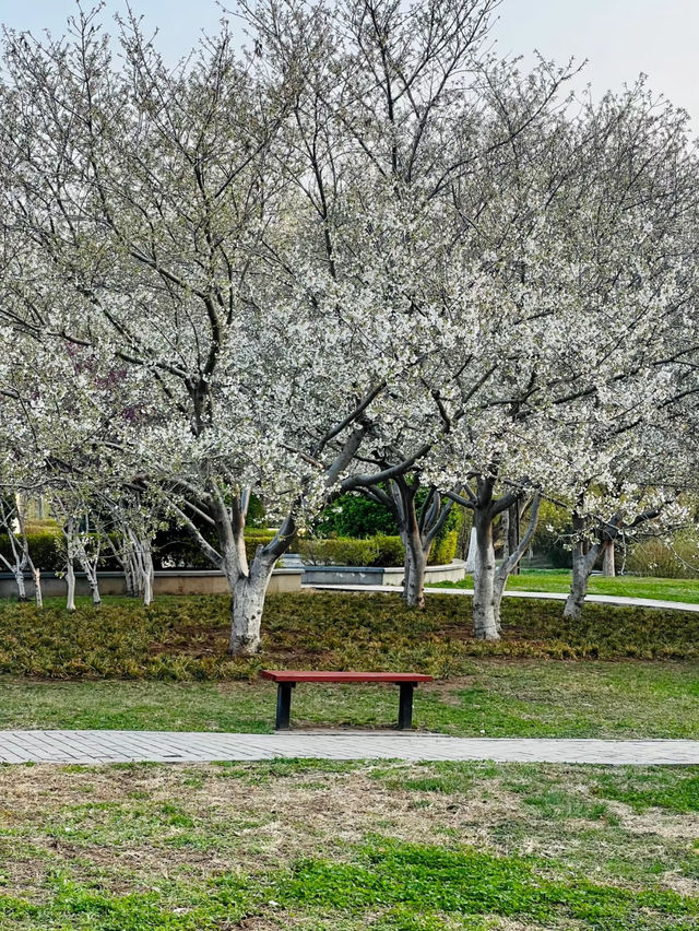 Cherry Blossom 🌸 trip to Handan