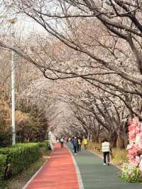 釜山｜洛東堤防櫻花路 三千株櫻花鋪成浪漫道路