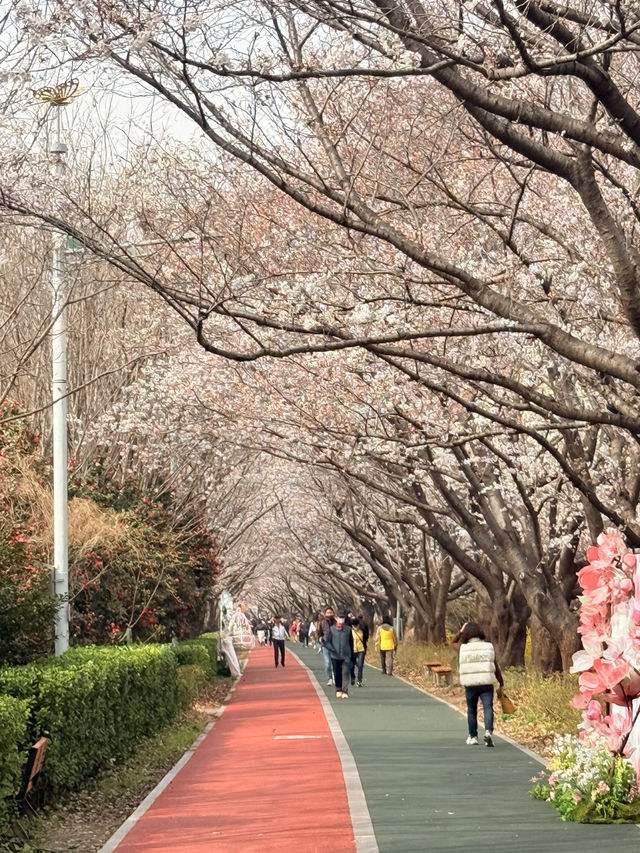 釜山｜洛東堤防櫻花路 三千株櫻花鋪成浪漫道路