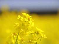 Chasing Canola Blossoms in Mushirouchi Koga City
