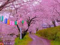 Chasing Sakura at Katsumori Park, Iizuka City, Fukuoka