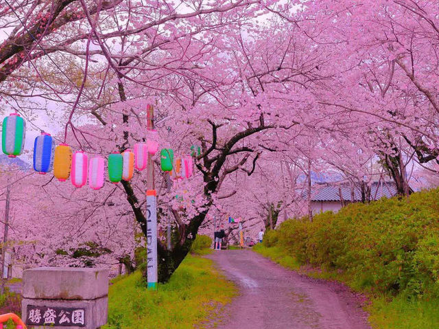 Chasing Sakura at Katsumori Park, Iizuka City, Fukuoka