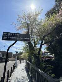 🌸【名古屋櫻花秘境｜犬山城下的櫻花】  