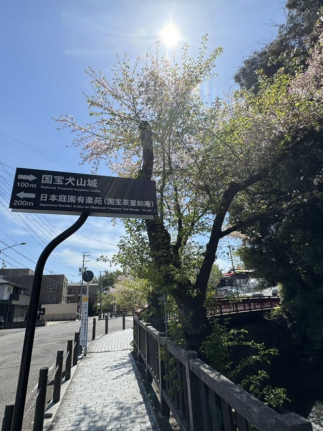 🌸【名古屋櫻花秘境｜犬山城下的櫻花】  