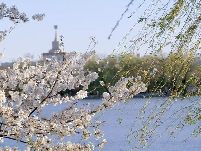 Springtime Splendor at Beijing’s Summer Palace