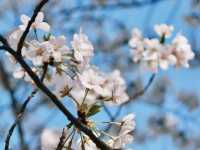 Springtime Splendor at Beijing’s Summer Palace