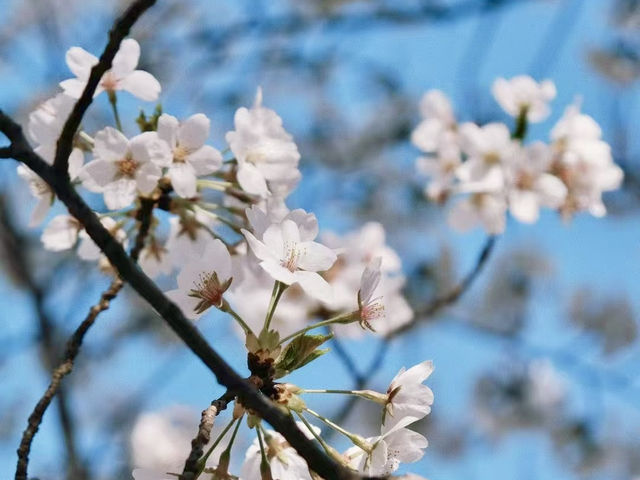 Springtime Splendor at Beijing’s Summer Palace