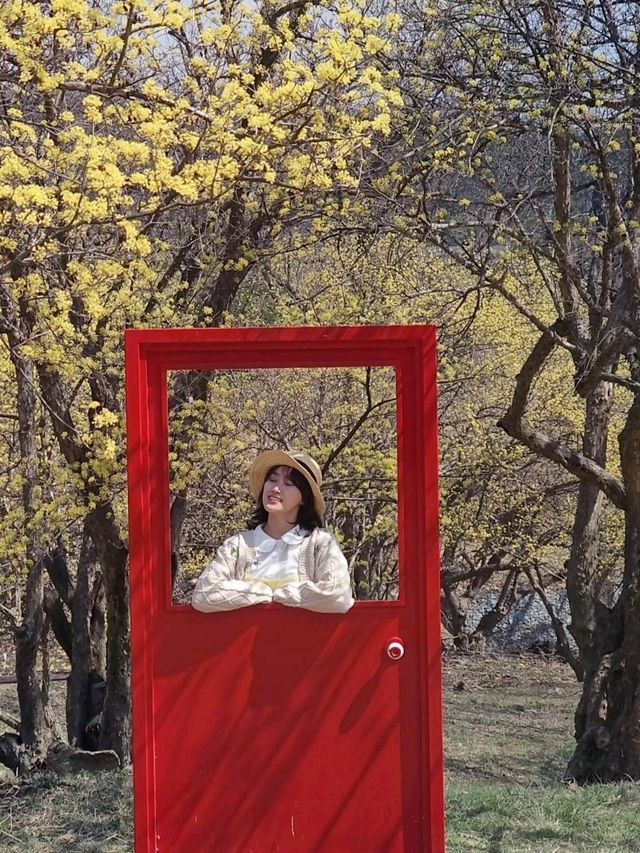 🌼 노란 물결 가득한 이천 산수유축제, 다녀왔어요!