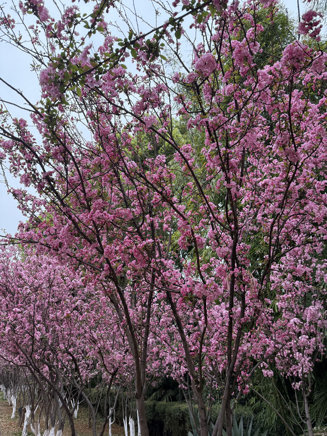 Kunming Zoo จุดชมดอกไม้บาน