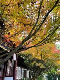 Dongshan Park: A Serene City Escape