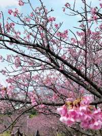 Sakura in Full Bloom at Nago Castle Park🌸