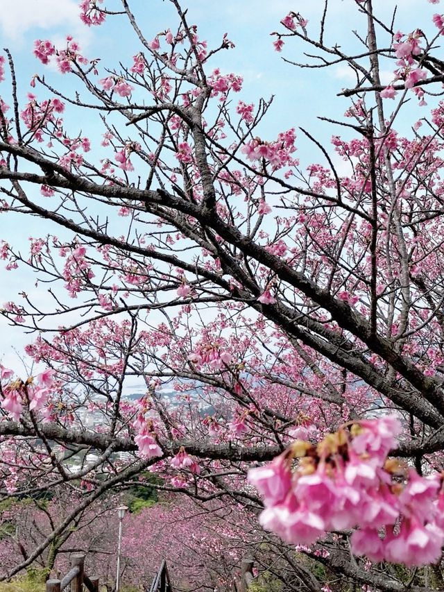 Sakura in Full Bloom at Nago Castle Park🌸