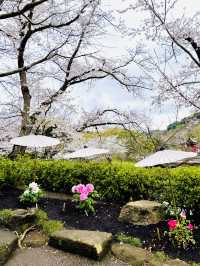 【神奈川県/鎌倉　豪華爛漫✨春ぼたんと桜が楽しめる美しい庭園】