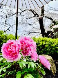 【神奈川県/鎌倉　豪華爛漫✨春ぼたんと桜が楽しめる美しい庭園】
