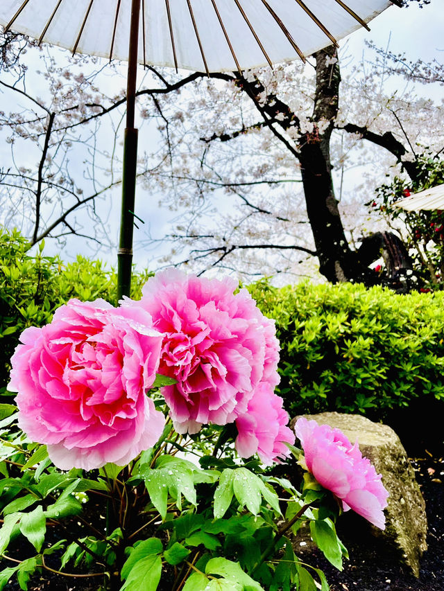【神奈川県/鎌倉　豪華爛漫✨春ぼたんと桜が楽しめる美しい庭園】