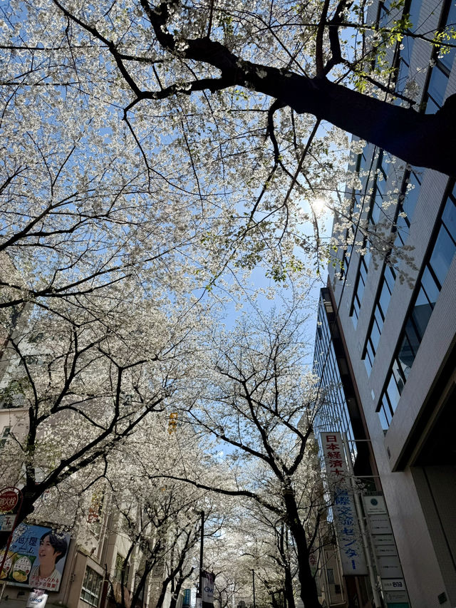 Full Bloom! Sakura-zaka in Shibuya🌸