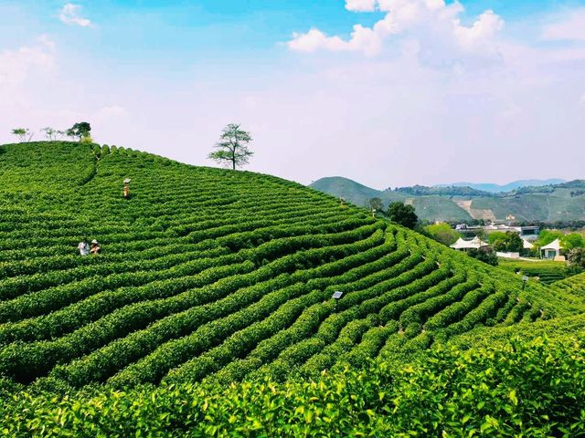 中國浙江湖州著名景點安吉白茶觀景平台遊玩攻略，適合打卡拍照📸