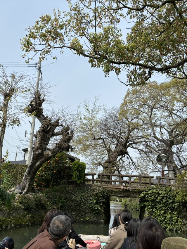 柳川觀光遊船：春日櫻花之旅 🌸🚣‍♂️