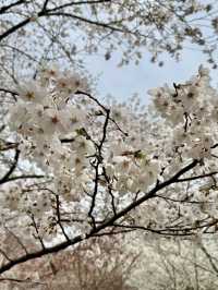 Spring Blooms at Kyoto Botanical Gardens🌸