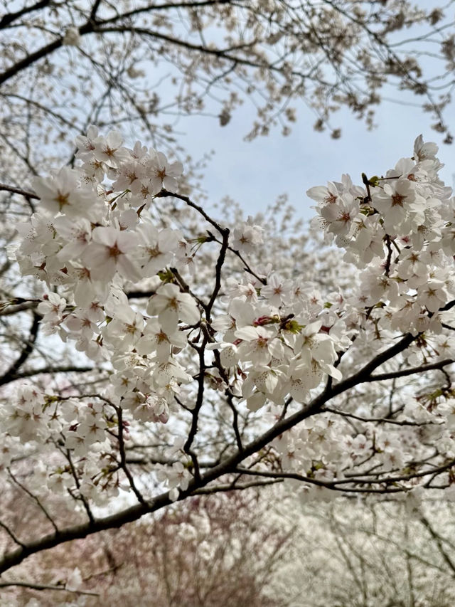 Spring Blooms at Kyoto Botanical Gardens🌸