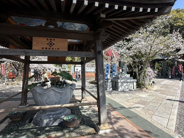 神秘的地方～櫻吹雪🌸