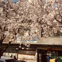 Springtime Serenity: Cherry Blossom Strolls in Mokcheok Park
