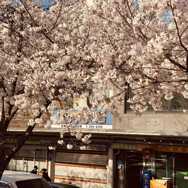 Springtime Serenity: Cherry Blossom Strolls in Mokcheok Park