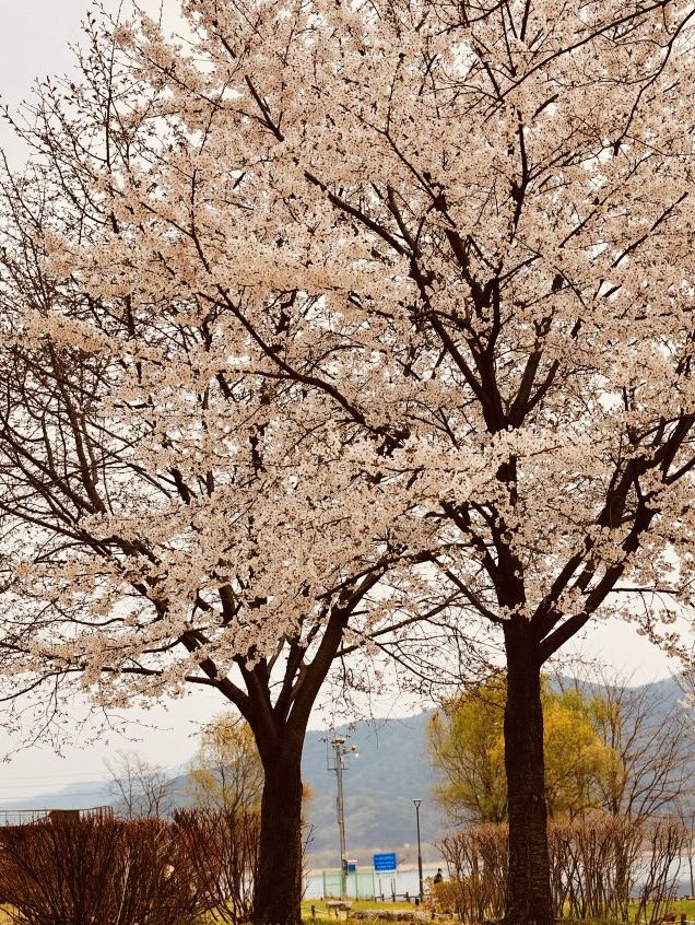 Dasan's Spring Palette: A Canvas of Emerging Life, Gently Brushed 