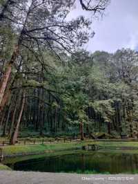 ไปดูดอกแมกโนเลียที่ Alishan 