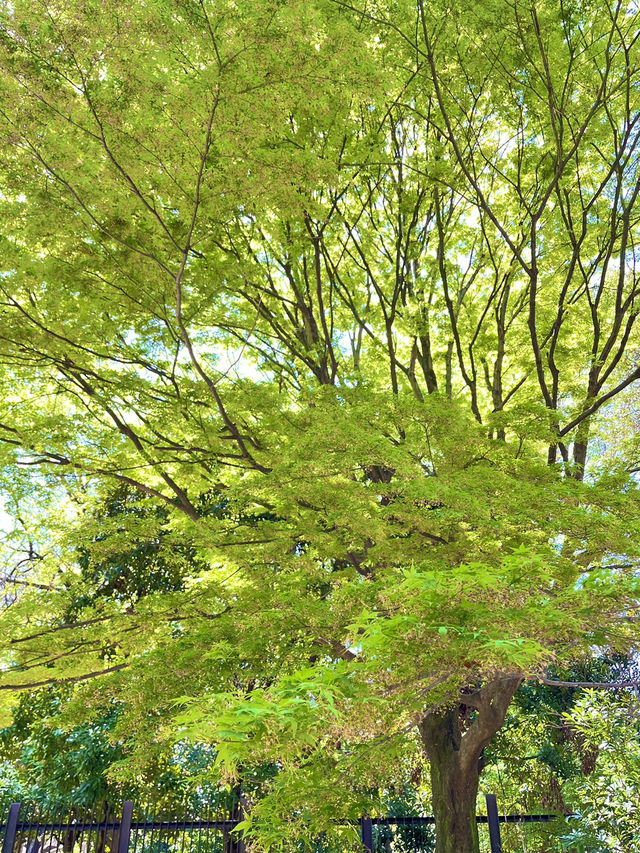 🌸新宿御苑でのんびり自然散歩タイム🍃