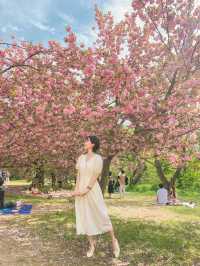 2주 후에 볼 수 있는 경주 겹벚꽃 🌸🌸