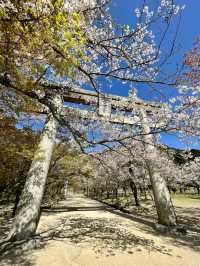 【福岡観光】桜パトロール
