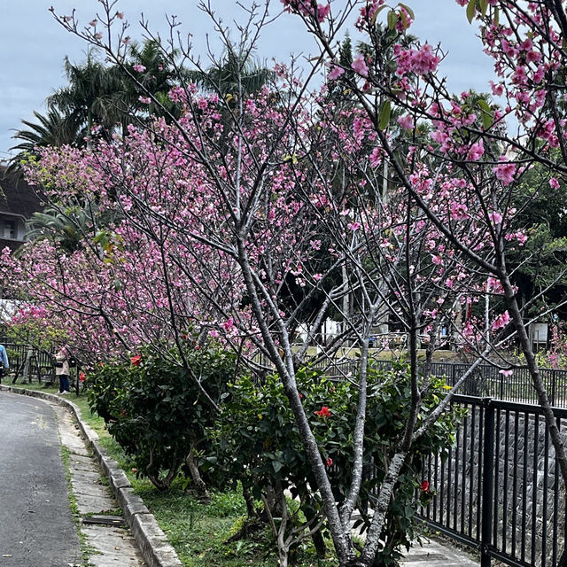 那霸與儀公園（Yogi Park）
