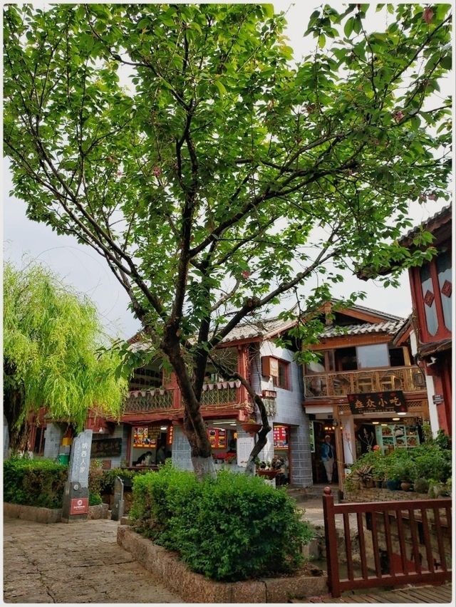 เดินชมดอกไม้ @ เมืองโบราณลี่เจียง