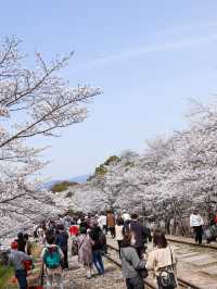 京都の蹴上インクライン🌸