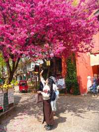 Spring in Yunnan, China? Go Where The Cherry Blossoms Bloom Like Dreams