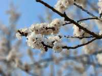 Immerse in Romantic Cherry Blossoms & More in Seoul Forest
