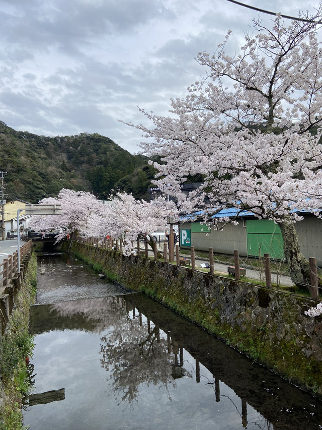 Kinosaki Onsen in Full bloom 